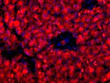 Pancreas Marker HPx1 Antibody - HPx1 Antibody (HIC0-3B3) - HPx1 antibody (HICO-3B3) - Immunofluorescence on frozen section of human pancreas.  This image was taken for the unconjugated form of this product. Other forms have not been tested.