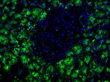 Pancreas Marker HPx2 Antibody - HPx2 Antibody (HIC0-1C10) - HPx2 antibody (HIC1-IC10) - Immunofluorescence on frozen section of human pancreas.  This image was taken for the unconjugated form of this product. Other forms have not been tested.