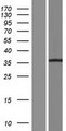 PANK1 / PANK Protein - Western validation with an anti-DDK antibody * L: Control HEK293 lysate R: Over-expression lysate