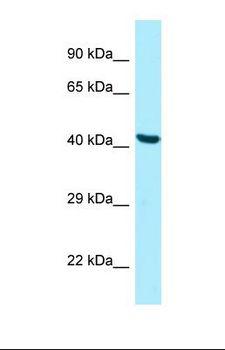 PANK2 Antibody - Western blot of Human HepG2. PANK2 antibody dilution 1.0 ug/ml.  This image was taken for the unconjugated form of this product. Other forms have not been tested.