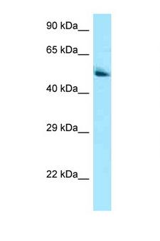 PANK2 Antibody - PANK2 antibody Western blot of 293T Cell lysate. Antibody concentration 1 ug/ml.  This image was taken for the unconjugated form of this product. Other forms have not been tested.
