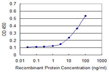 PANK2 Antibody - Detection limit for recombinant GST tagged PANK2 is approximately 0.3 ng/ml as a capture antibody.