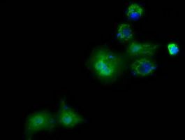 PANK2 Antibody - Anti-PANK2 mouse monoclonal antibody  immunofluorescent staining of COS7 cells transiently transfected by pCMV6-ENTRY PANK2.