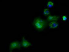 PANK2 Antibody - Anti-PANK2 mouse monoclonal antibody  immunofluorescent staining of COS7 cells transiently transfected by pCMV6-ENTRY PANK2.