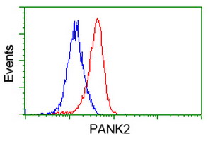 PANK2 Antibody - Flow cytometric Analysis of Jurkat cells, using anti-PANK2 antibody, (Red), compared to a nonspecific negative control antibody, (Blue).