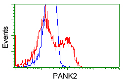 PANK2 Antibody - HEK293T cells transfected with either overexpress plasmid (Red) or empty vector control plasmid (Blue) were immunostained by anti-PANK2 antibody, and then analyzed by flow cytometry.