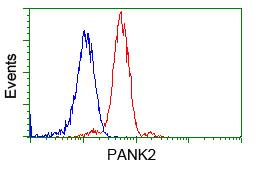 PANK2 Antibody - Flow cytometry of Jurkat cells, using anti-PANK2 antibody, (Red), compared to a nonspecific negative control antibody, (Blue).
