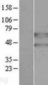 PANK2 Protein - Western validation with an anti-DDK antibody * L: Control HEK293 lysate R: Over-expression lysate