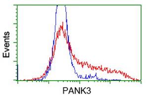 PANK3 Antibody - HEK293T cells transfected with either overexpress plasmid (Red) or empty vector control plasmid (Blue) were immunostained by anti-PANK3 antibody, and then analyzed by flow cytometry.
