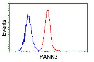 PANK3 Antibody - Flow cytometry of HeLa cells, using anti-PANK3 antibody (Red), compared to a nonspecific negative control antibody (Blue).