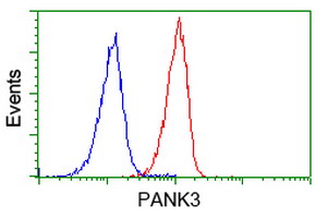 PANK3 Antibody - Flow cytometry of Jurkat cells, using anti-PANK3 antibody (Red), compared to a nonspecific negative control antibody (Blue).