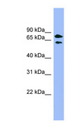 PANK4 Antibody - PANK4 antibody Western blot of HepG2 cell lysate. This image was taken for the unconjugated form of this product. Other forms have not been tested.