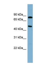 PANK4 Antibody - PANK4 antibody Western blot of 721_B cell lysate. This image was taken for the unconjugated form of this product. Other forms have not been tested.