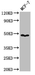 PANX1 / Pannexin 1 Antibody - Positive Western Blot detected in MCF-7 whole cell lysate. All lanes: PANX1 antibody at 3.2 µg/ml Secondary Goat polyclonal to rabbit IgG at 1/50000 dilution. Predicted band size: 49, 48 KDa. Observed band size: 49 KDa