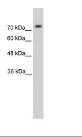 PANX2 / Pannexin 2 Antibody - HepG2 Cell Lysate.  This image was taken for the unconjugated form of this product. Other forms have not been tested.