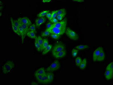 PANX2 / Pannexin 2 Antibody - Immunofluorescence staining of HepG2 cells at a dilution of 1:133, counter-stained with DAPI. The cells were fixed in 4% formaldehyde, permeabilized using 0.2% Triton X-100 and blocked in 10% normal Goat Serum. The cells were then incubated with the antibody overnight at 4 °C.The secondary antibody was Alexa Fluor 488-congugated AffiniPure Goat Anti-Rabbit IgG (H+L) .