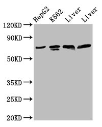 PANX2 / Pannexin 2 Antibody - Positive Western Blot detected in HepG2 whole cell lysate, K562 whole cell lysate, Rat liver tissue, Mouse liver tissue. All lanes: PANX2 antibody at 4.2 µg/ml Secondary Goat polyclonal to rabbit IgG at 1/50000 dilution. Predicted band size: 75, 71, 56 KDa. Observed band size: 75 KDa