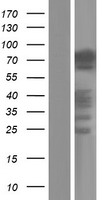 PANX2 / Pannexin 2 Protein - Western validation with an anti-DDK antibody * L: Control HEK293 lysate R: Over-expression lysate