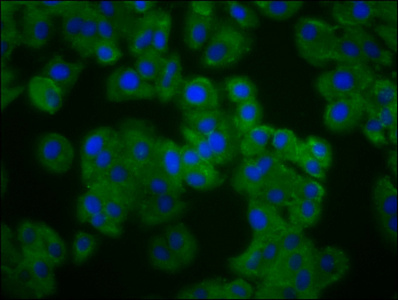 PANX3 / Pannexin 3 Antibody - Immunofluorescence staining of HepG2 cells diluted at 1:133, counter-stained with DAPI. The cells were fixed in 4% formaldehyde, permeabilized using 0.2% Triton X-100 and blocked in 10% normal Goat Serum. The cells were then incubated with the antibody overnight at 4°C.The Secondary antibody was Alexa Fluor 488-congugated AffiniPure Goat Anti-Rabbit IgG (H+L).
