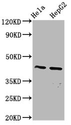 PANX3 / Pannexin 3 Antibody - Western Blot Positive WB detected in: Hela whole cell lysate, HepG2 whole cell lysate All Lanes: PANX3 antibody at 4µg/ml Secondary Goat polyclonal to rabbit IgG at 1/50000 dilution Predicted band size: 45 KDa Observed band size: 45 KDa