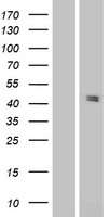 PANX3 / Pannexin 3 Protein - Western validation with an anti-DDK antibody * L: Control HEK293 lysate R: Over-expression lysate