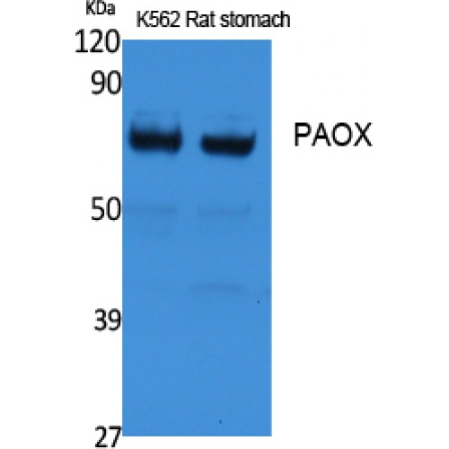 PAOX / PAO Antibody - Western blot of PAOX antibody