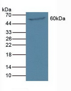 PAOX / PAO Antibody - Western Blot; Sample: Mouse Pancreas Tissue.