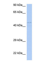 PAOX / PAO Antibody - PAOX antibody Western blot of Jurkat lysate. This image was taken for the unconjugated form of this product. Other forms have not been tested.