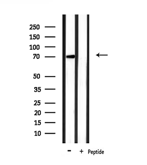 PAOX / PAO Antibody - Western blot analysis of extracts of mouse muscle using PAOX antibody.