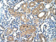 PAP2a / PPAP2A Antibody - PPAP2A antibody ARP42721_T100-NP_795714-PPAP2A(phosphatidic acid phosphatase type 2A) Antibody was used in IHC to stain formalin-fixed, paraffin-embedded human kidney.  This image was taken for the unconjugated form of this product. Other forms have not been tested.