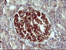 PAP2a / PPAP2A Antibody - IHC of paraffin-embedded Human Kidney tissue using anti-PPAP2A mouse monoclonal antibody. (Heat-induced epitope retrieval by 10mM citric buffer, pH6.0, 120°C for 3min).