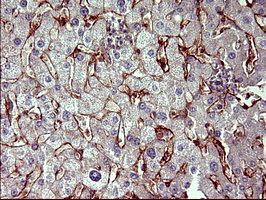 PAP2a / PPAP2A Antibody - IHC of paraffin-embedded Human liver tissue using anti-PPAP2A mouse monoclonal antibody. (Heat-induced epitope retrieval by 10mM citric buffer, pH6.0, 120°C for 3min).