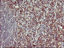 PAP2a / PPAP2A Antibody - IHC of paraffin-embedded Human lymph node tissue using anti-PPAP2A mouse monoclonal antibody. (Heat-induced epitope retrieval by 10mM citric buffer, pH6.0, 120°C for 3min).