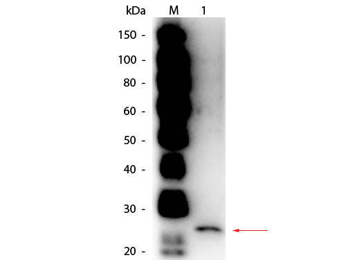 Papain Antibody - Western Blot of Goat anti-Papain Antibody Peroxidase Conjugated. Lane 1: Papain. Load: 50 ng per lane. Primary antibody: Goat anti-Papain Antibody Peroxidase Conjugated at 1:1,000 overnight at 4°C. Secondary antibody: n/a. Block: MB-070 for 30 min at RT. Predicted/Observed size: 23 kDa, 23 kDa for Papain.
