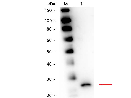 Papain Antibody - Western Blot of Goat anti-Papain Antibody. Lane 1: Papain. Load: 50 ng per lane. Primary antibody: Goat anti-Papain Antibody at 1:1,000 overnight at 4°C. Secondary antibody: HRP goat secondary antibody at 1:40,000 for 30 min at RT. Block: MB-070 for 30 min at RT. Predicted/Observed size: 23 kDa, 23 kDa for Papain.