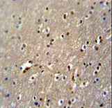 PAPD4 Antibody - GLD2 Antibody immunohistochemistry of formalin-fixed and paraffin-embedded human brain tissue followed by peroxidase-conjugated secondary antibody and DAB staining.
