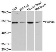 PAPD4 Antibody - Western blot analysis of extracts of various cell lines, using PAPD4 antibody at 1:3000 dilution. The secondary antibody used was an HRP Goat Anti-Rabbit IgG (H+L) at 1:10000 dilution. Lysates were loaded 25ug per lane and 3% nonfat dry milk in TBST was used for blocking. An ECL Kit was used for detection and the exposure time was 90s.