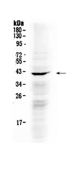 PAPD7 / TRF4-1 Antibody - Western blot - Anti-NDRG3 Picoband Antibody