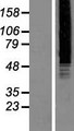 PAPD7 / TRF4-1 Protein - Western validation with an anti-DDK antibody * L: Control HEK293 lysate R: Over-expression lysate