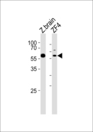 PAPL Antibody - Western blot of lysates from zebra fish brain, ZF4 tissue lysate (from left to right) with (DANRE) papl Antibody. Antibody was diluted at 1:1000 at each lane. A goat anti-rabbit IgG H&L (HRP) at 1:5000 dilution was used as the secondary antibody. Lysates at 35 ug per lane.