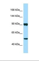 PAPLN Antibody - Western blot of Human PANC1. PAPLN antibody dilution 1.0 ug/ml.  This image was taken for the unconjugated form of this product. Other forms have not been tested.