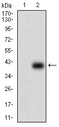 PAPLN Antibody - Western blot using PAPLN monoclonal antibody against HEK293 (1) and PAPLN (AA: 766-870)-hIgGFc transfected HEK293 (2) cell lysate.