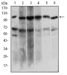 PAPLN Antibody - Western blot using PAPLN mouse monoclonal antibody against HeLa (1), HepG2 (2), OCM-1 (3), Raji (4), Jurkat (5), NIH/3T3 (6) cell lysate.