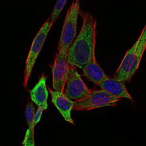 PAPLN Antibody - Immunofluorescence of NIH/3T3 cells using PAPLN mouse monoclonal antibody (green). Blue: DRAQ5 fluorescent DNA dye. Red: Actin filaments have been labeled with Alexa Fluor-555 phalloidin.