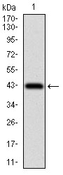 PAPLN Antibody - Western blot using PAPLN monoclonal antibody against human PAPLN recombinant protein. (Expected MW is 36.4 kDa)