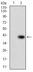 PAPLN Antibody - Western blot using PAPLN monoclonal antibody against HEK293 (1) and PAPLN (AA: 766-870)-hIgGFc transfected HEK293 (2) cell lysate.