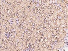 PAPLN Antibody - Immunochemical staining of human PAPLN in human kidney with rabbit polyclonal antibody at 1:100 dilution, formalin-fixed paraffin embedded sections.