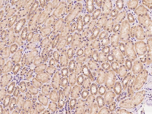 PAPLN Antibody - Immunochemical staining of human PAPLN in human kidney with rabbit polyclonal antibody at 1:100 dilution, formalin-fixed paraffin embedded sections.