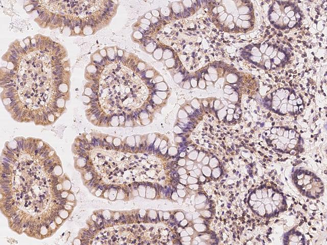 PAPLN Antibody - Immunochemical staining of human PAPLN in human small intestine with rabbit polyclonal antibody at 1:100 dilution, formalin-fixed paraffin embedded sections.