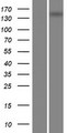 PAPLN Protein - Western validation with an anti-DDK antibody * L: Control HEK293 lysate R: Over-expression lysate